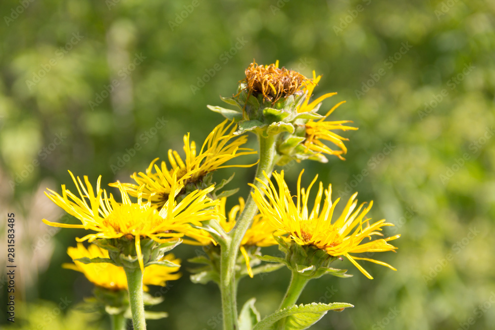 The medicinal plant inula helenium. Inula helenium