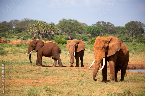 A family of red elephants at a water hole in the middle of the savannah