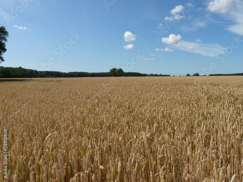 grain field  in summer just before the harvest in northern germany