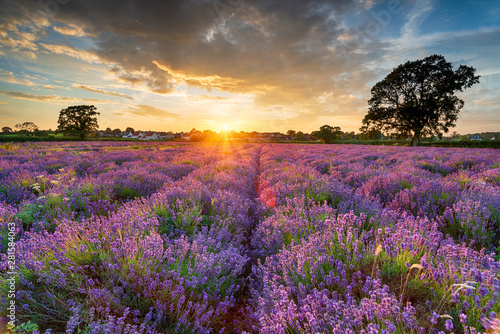 Stunning sunset over fields of Lavender in Somerset photo