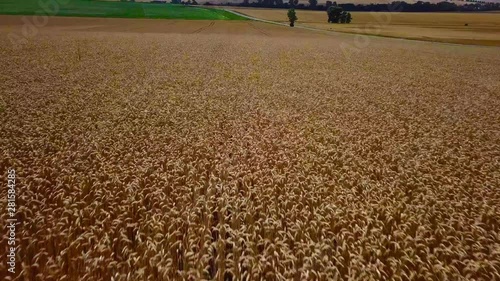 fast flight over a field with full grown crops