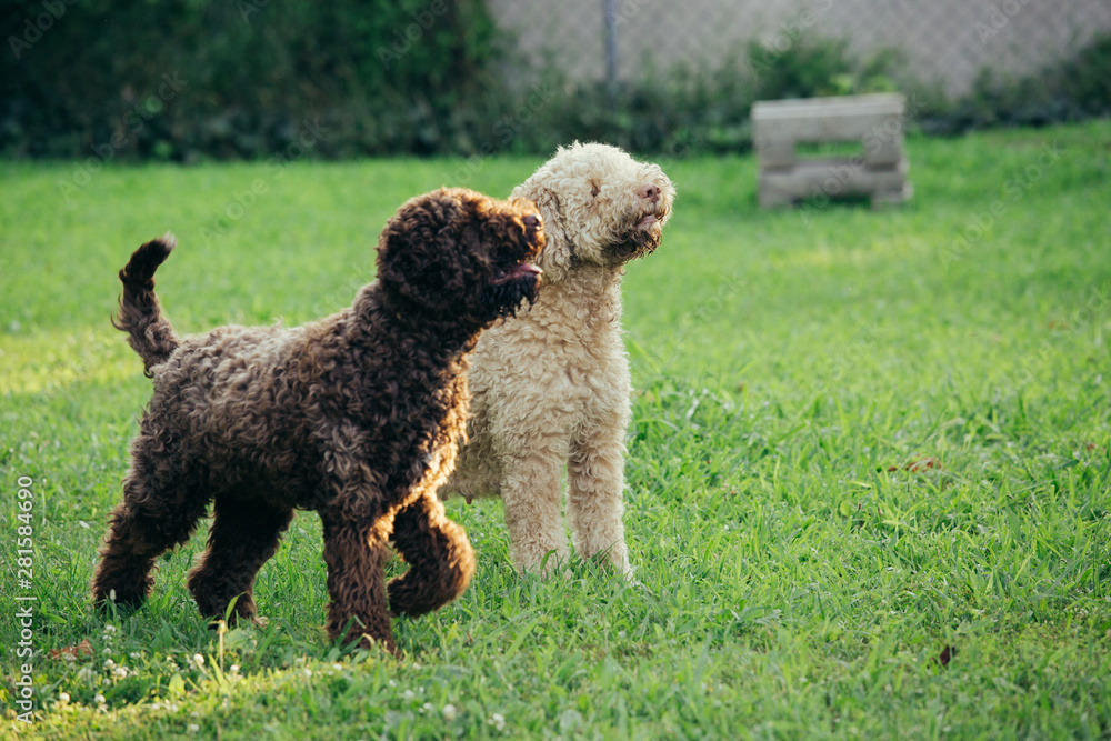 purebred dogs playing outdoor in backyard purebred dogs playing outdoor in backyard