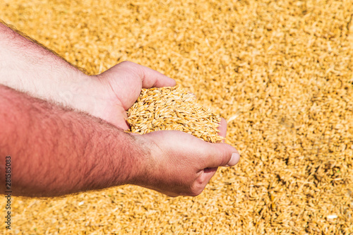 Male hands holding wheat grain.