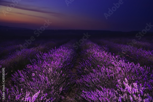 Night in the lavender field. Wonderful night landscape.