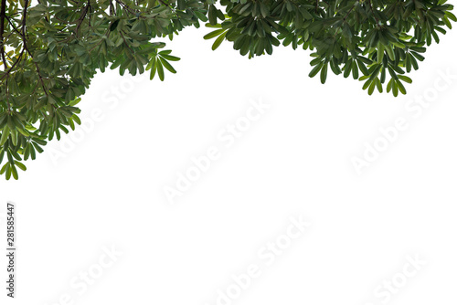 Fresh and green leaves isolated on white background with clipping path, Natural backgrounds.