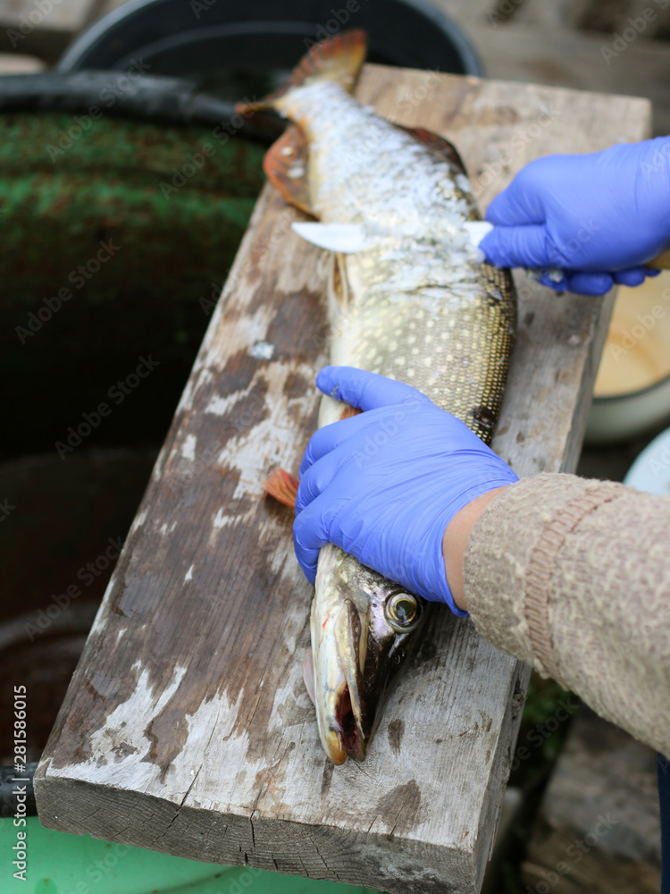 Cleaning and removing scales and gutting a pike with a knife