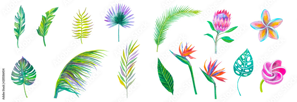 Fototapeta set di foglie e fiori tropicali esotici su sfondo bianco, acquerello dipinto piante colorate isolato