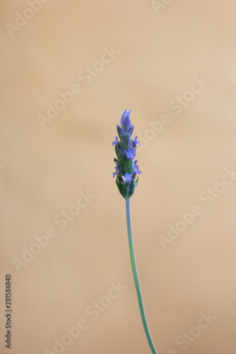 Wild lavender isolated Lavandula canariensis photo