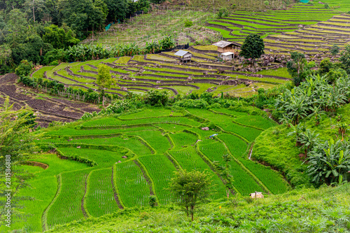 Pa Bong Piang Rice Terraces in the rainy season, Chaingmai, Thailand