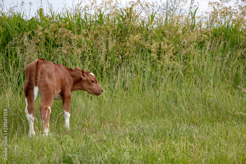 Newborn cute sturdy deep-red calf stands in the tall green grass in a meadow, full body seen from behind.