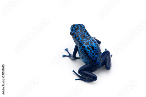 The blue poison dart frog isolated on white background