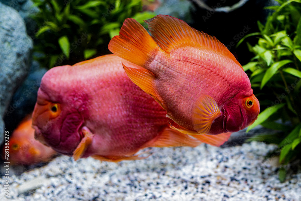About the sea fish and freshwater fish in Aquarium About the sea fish and freshwater fish in Aquarium