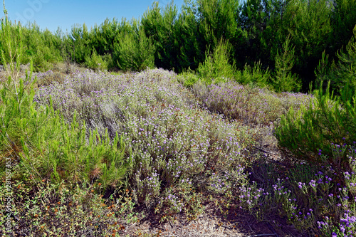 Thymian (Thymus) auf dem Peloponnes, Griechenland - thyme on Peloponnese, Greece photo