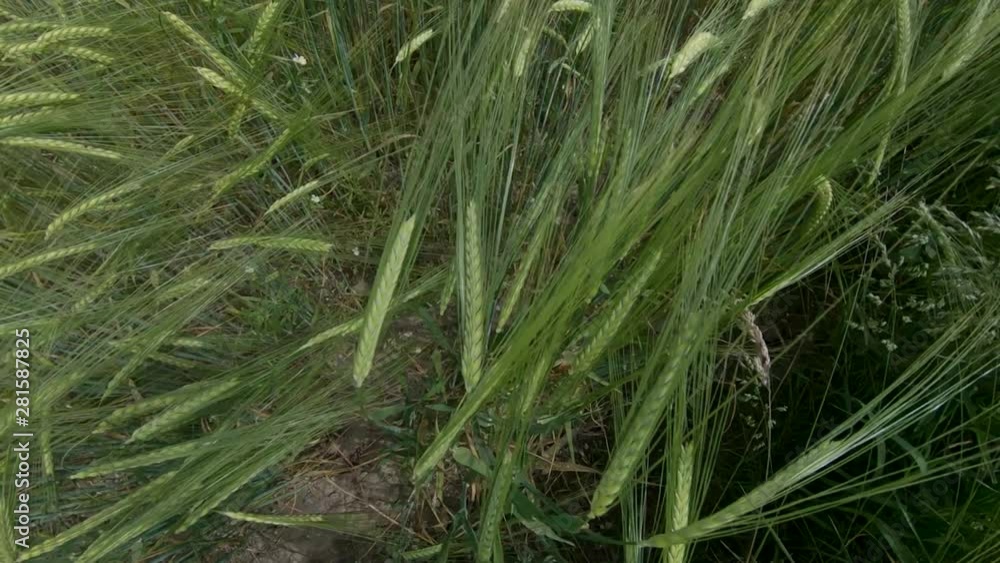 SLOWMO Above view of wheat sway SLOWMO Above view of wheat sway