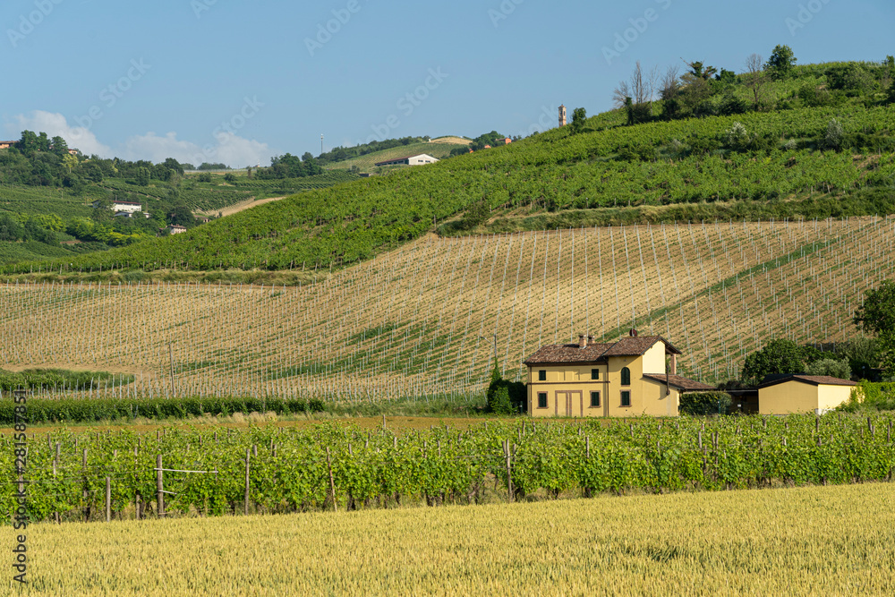 Vineyards of Oltrepo Pavese at spring Vineyards of Oltrepo Pavese at spring