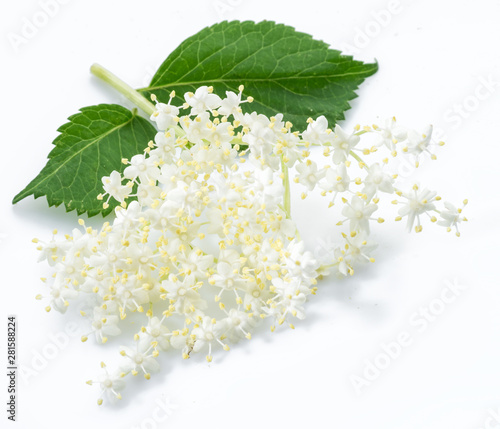 Elderberry inflorescence on white background.