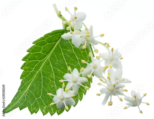 Elderberry inflorescence on white background. photo