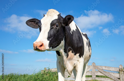 Mature black and white cow, gentle look, pink nose, in front of an old wooden fence and a blue sky.