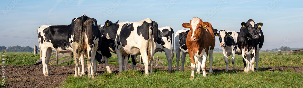 Group of cows, one red cow stepping out in a herd of black and white cows in a pasture under a blue sky.