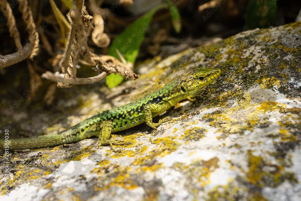 the lizard basks on a stone