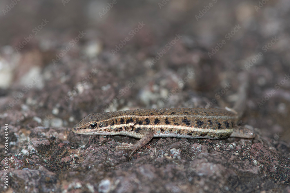 Jerdon's lacerta, Ophisops jerdonii, Saswad, Maharastra, India Jerdon's lacerta, Ophisops jerdonii, Saswad, Maharastra, India