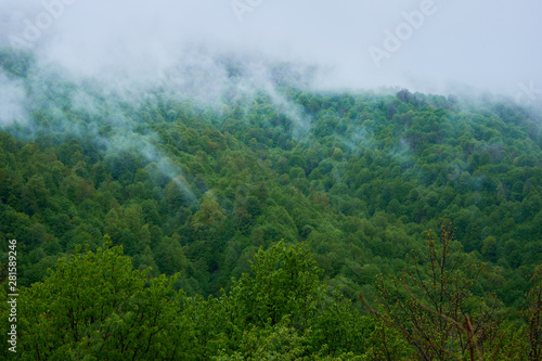 foggy level in the mountains on a cloudy day in the dense vegetation of foliage trees.
