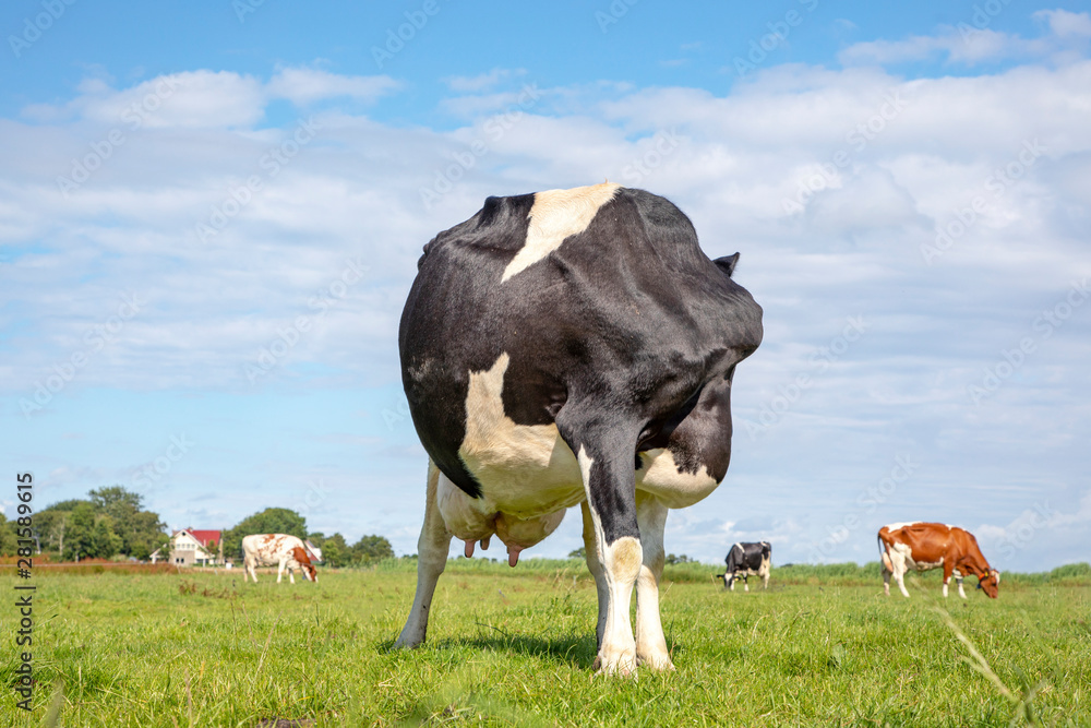 Cow with no head, with an itch, flexible licking her bum in a green ...