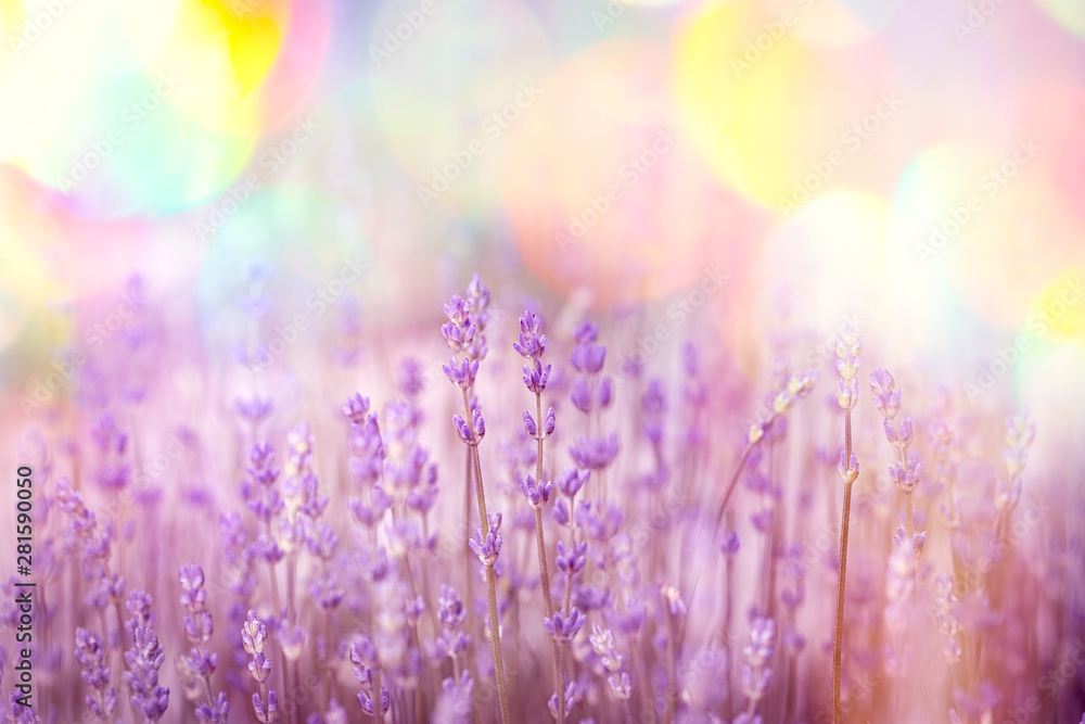 Fototapeta Flowering - blooming lavender flower, beautiful nature in my flower garden