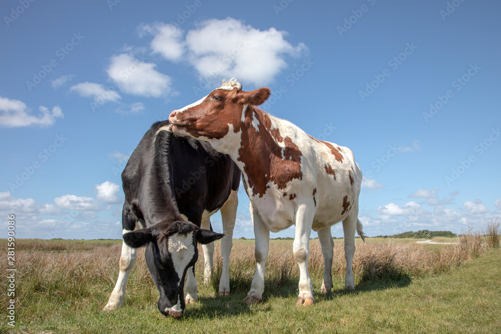 Red and white cow playfully licks, cuddling a black and white cow in the salt marshes of the island Schiermonnikoog. Red and white cow playfully licks, cuddling a black and white cow in the salt marshes of the island Schiermonnikoog.