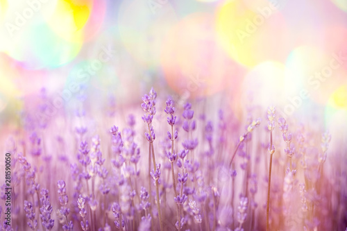 Flowering - blooming lavender flower, beautiful nature in my flower garden