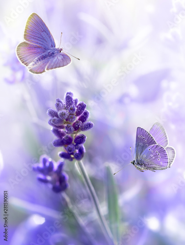 Fotobehang Close-up Lavender flowers and flying butterflies