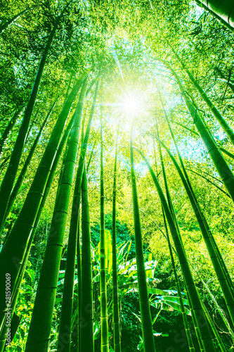 Bamboo grove forest. Underwood view. Exotic tropical nature
