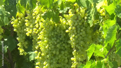 Green Grape Orchard field Vineyard