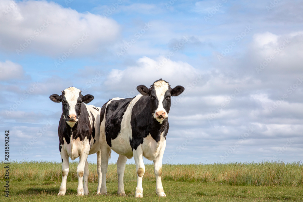 Two black and white cows, friesian holstein, standing in a pasture under a blue cloudy sky and a faraway straight horizon at Schiermonnikoog.
