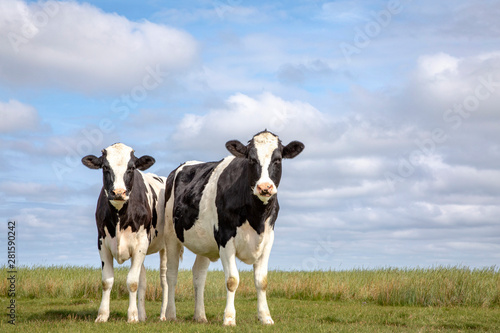 Two black and white cows, friesian holstein, standing in a pasture under a blue cloudy sky and a faraway straight horizon at Schiermonnikoog. photo