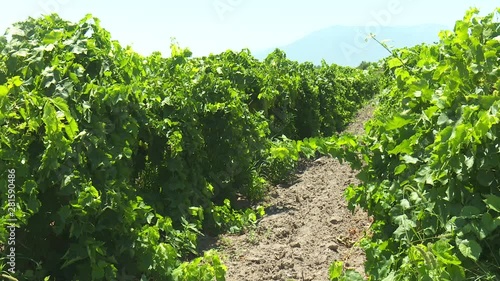 Green Grape Orchard field Vineyard