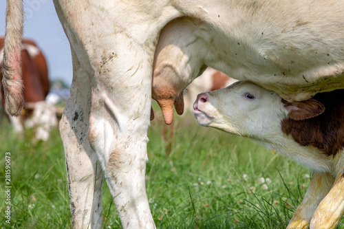 Calf, montbeliarde, going to drink milk, peeks up, with the udders of her standing, suckling mother in front of her face.