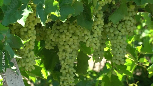 Green Grape Orchard field Vineyard