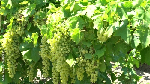 Green Grape Orchard field Vineyard