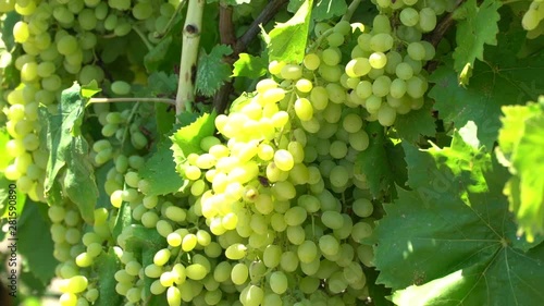 Green Grape Orchard field Vineyard