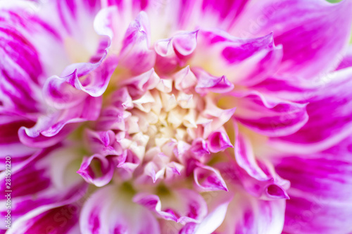 Chrysantheme / Dahlie in voller Blüte im Sommer mit schönem Farbverlauf von violett zu weiß verschönert den heimischen Garten und bezaubert Mütter am Muttertag