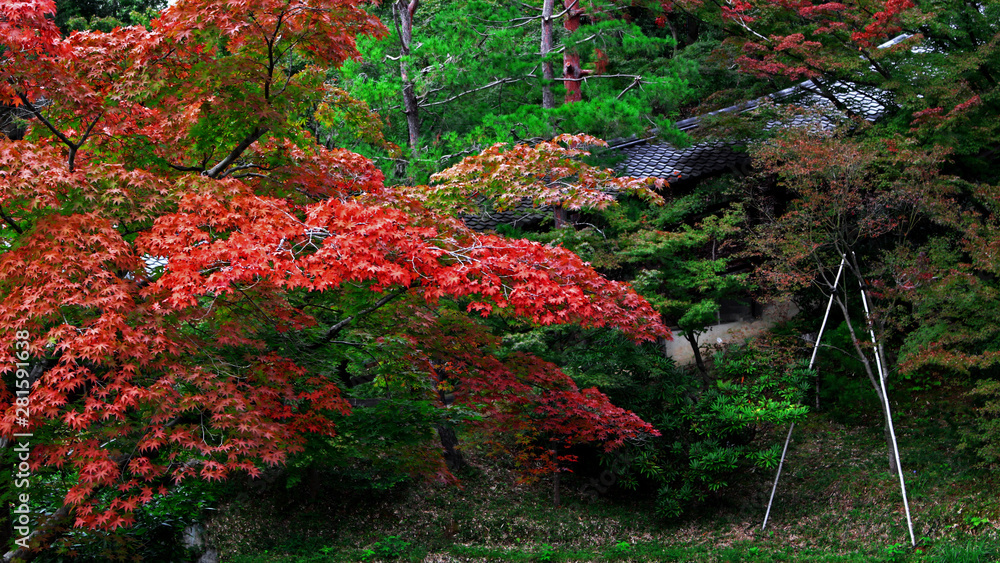 Autumn landscape of Japanese garden