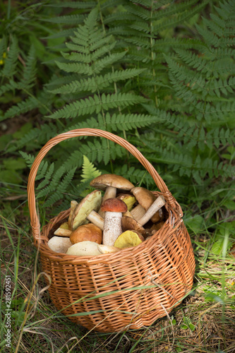 Wild mushrooms, porcini, boletus in wicker basket in forest, fern