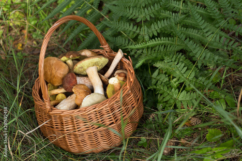 Edible mushrooms porcini in the wicker basket. Natural, forest, fern