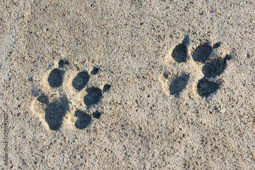 Two footprint of a dog on cement concrete floor background. Abstract animal track texture. Paw print on the road. Top view.