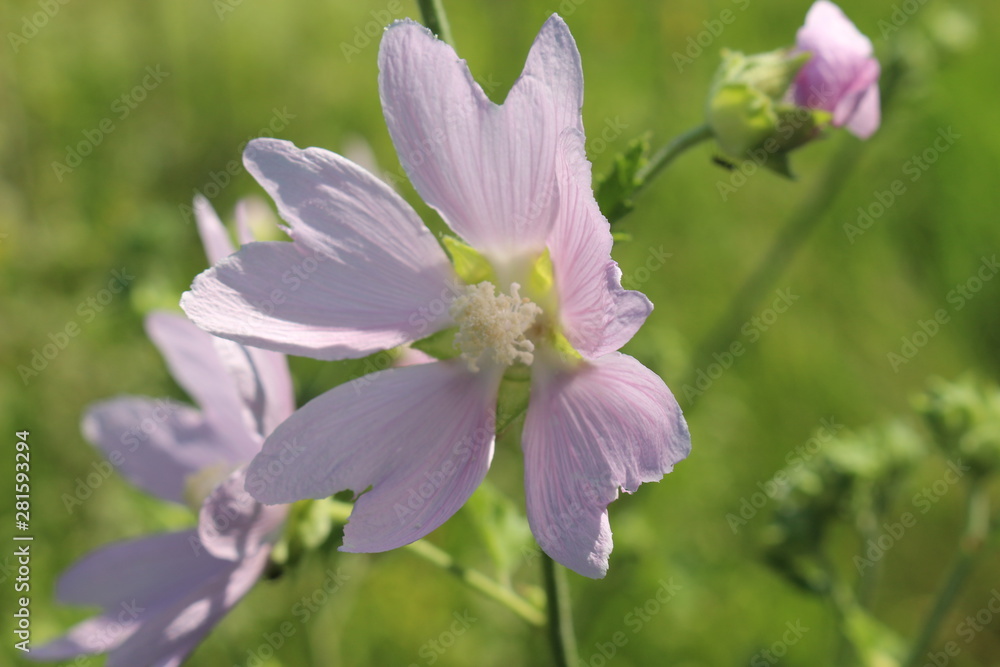 Pale pink wild mallow blooms in a meadow in summer Pale pink wild mallow blooms in a meadow in summer