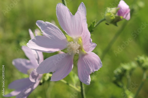  Pale pink wild mallow blooms in a meadow in summer