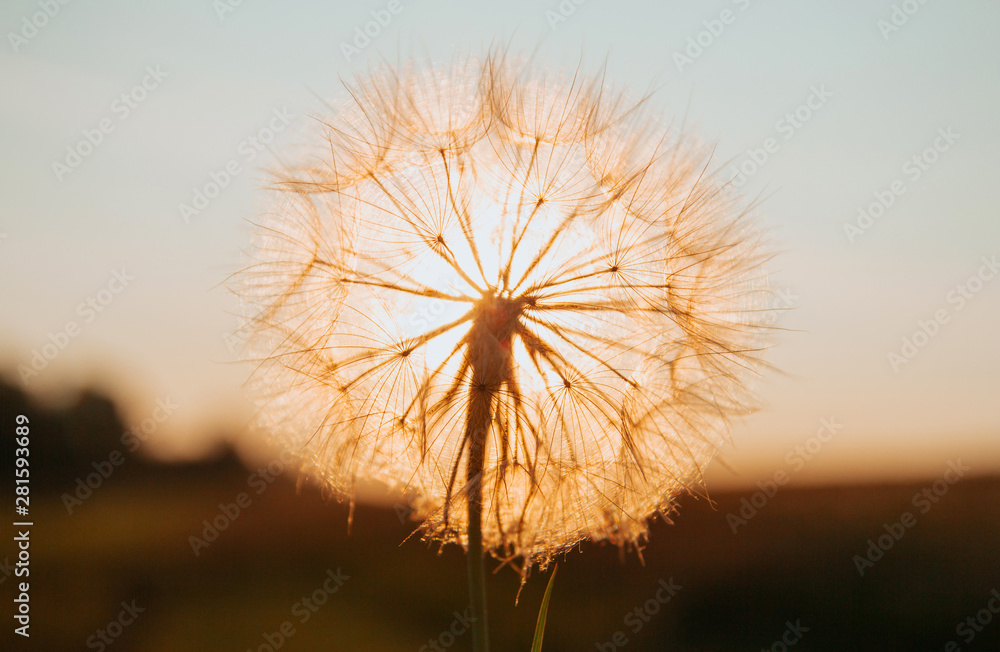  big dandelion at sunset. sunset in the field