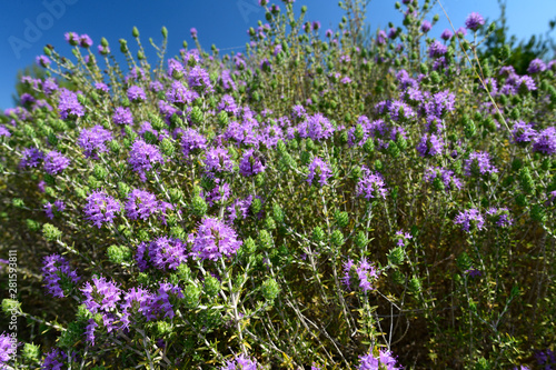 blühender Thymian (Thymus) auf dem Peloponnes, Griechenland - thyme on Peloponnese, Greece