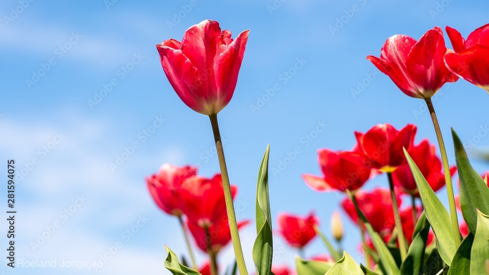 Naklejka premium red tulips on background of blue sky